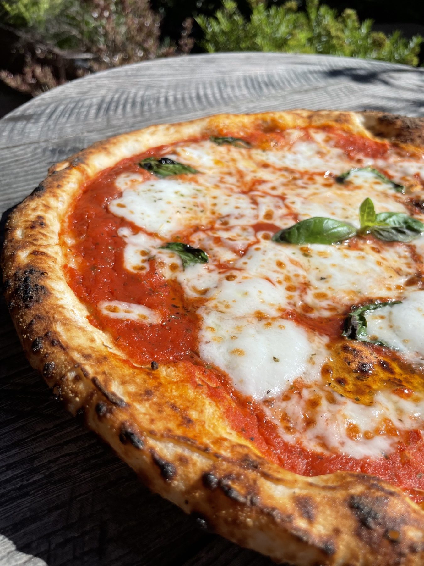 A wood-fire margherita against the courtyard hedge at Gina's